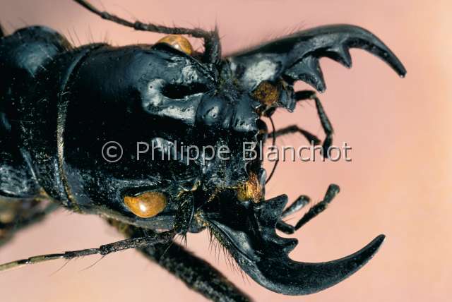 Manticora tuberculata.JPG - in "Portraits d'insectes" ed. Seuil, Manticora tuberculata, Manticore, Man tiger, Coleoptera, Cicindelidae, Mozambique